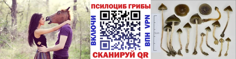 даркнет как зайти Балей Псилоцибиновые грибы мицелий